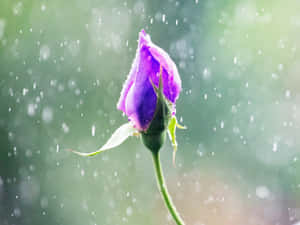 在柔和綠色背景中，一朵帶有雨滴的紫色玫瑰花蕾。 — 玫瑰花 壁紙
