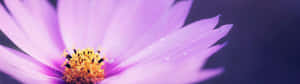 一朵紫色花朵，花瓣上帶有露珠，柔焦效果。 — 32:9 壁紙
