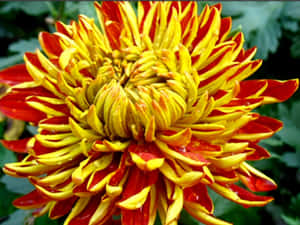 特寫一朵沾滿露珠的菊花，花瓣紅黃相間。 — 菊花 壁紙