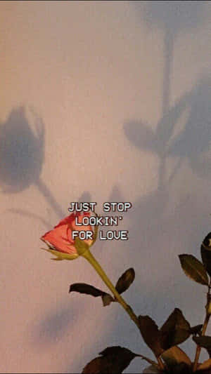 一朵凋謝的粉紅玫瑰在牆上投下陰影，並附有文字 just stop lookin' for love。 — 名言 壁紙
