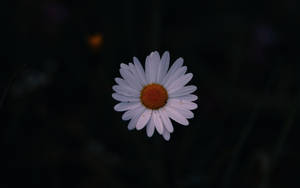 一朵單一的雛菊花，在深色背景上有白色花瓣和橙色中心 — Tumblr 花朵 壁紙