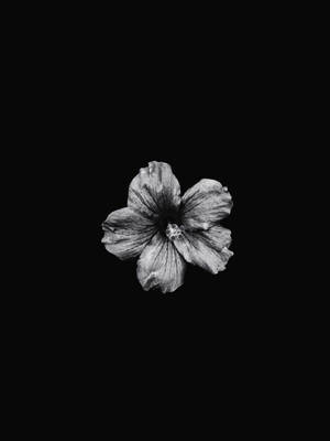 一朵黑白木芙蓉花居中在黑色背景上。 — 自然 iPhone 壁紙
