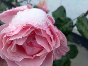 粉紅玫瑰，花瓣上有雪和露水，周圍環繞著綠葉。 — 粉紅玫瑰 壁紙