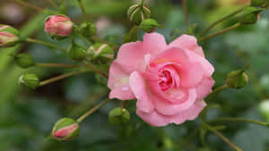 粉紅玫瑰帶有露珠和綠色花蕾在莖上 — 玫瑰花 壁紙