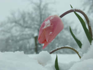 冬季花園中覆蓋著雪的粉紅色鬱金香 — 美麗的秋天 壁紙