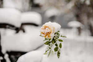 冬日花園中一朵被雪覆蓋的黃玫瑰 — 冬季風景 壁紙