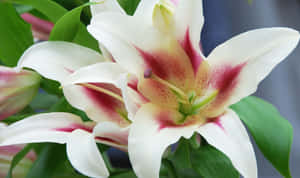 白色百合花帶有紅色條紋和綠葉，焦點清晰。 — 花 壁紙
