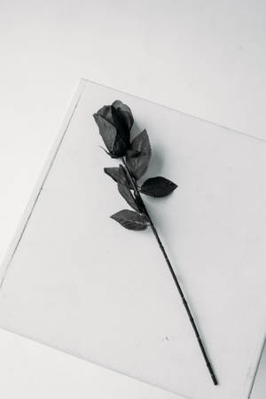 一朵帶葉子的黑玫瑰放在白色紋理表面上。 — 黑玫瑰 壁紙