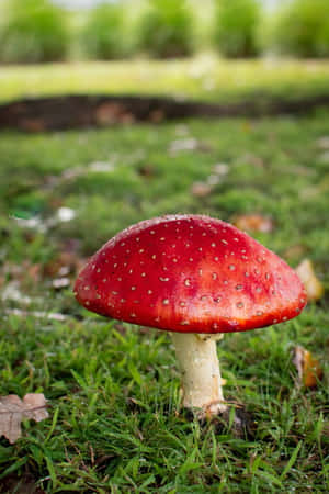 一朵帶有白色斑點的紅色毒蠅傘在綠草中生長。 — 小米18 Fold 壁紙