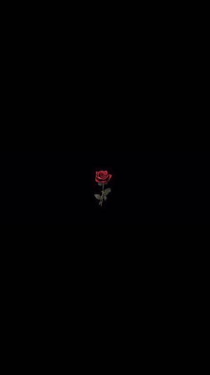 一朵帶有綠色莖和葉子的紅玫瑰在黑色背景上居中。 — 黑玫瑰 壁紙