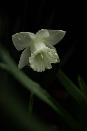 一朵帶有露珠的白色水仙花，深色背景，綠色莖幹。 — 白色百合花 壁紙