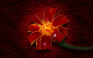 在蕾絲背景上帶有露珠的發光紅花 — 花朵 壁紙