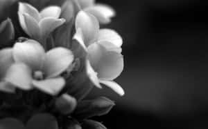 細膩的黑白花朵，柔焦效果，背景模糊。 — 界王拳 壁紙