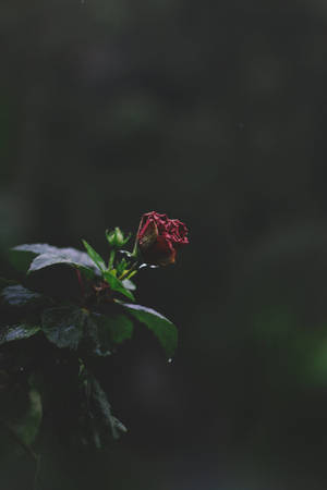 在黑暗的森林環境中，一朵低垂的紅色木芙蓉花，葉子濕潤。 — 紅色美學 iPhone 壁紙