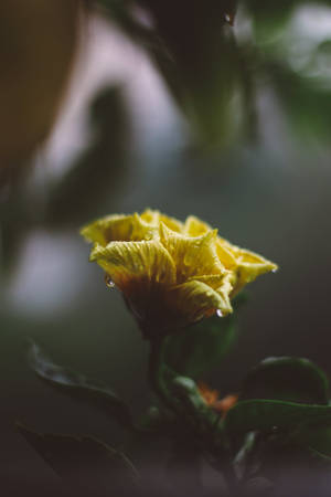 一朵黃色花朵，花瓣上有水珠，被綠葉環繞。 — 花朵 壁紙