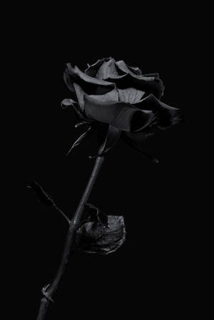 一朵花瓣捲曲的黑玫瑰，背景為黑色 — 花 iPhone 壁紙