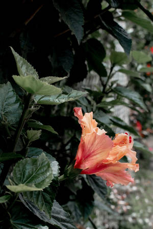 花園中一朵桃色木芙蓉花，帶有深綠色葉子。 — 花朵 壁紙