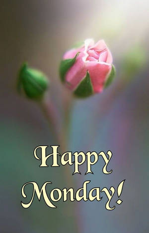 粉紅玫瑰花蕾配綠葉，以及優雅字體的「Happy Monday!」文字。 — 快樂星期一 壁紙