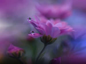 粉紅花上的露珠，背景柔和 — 背景 壁紙