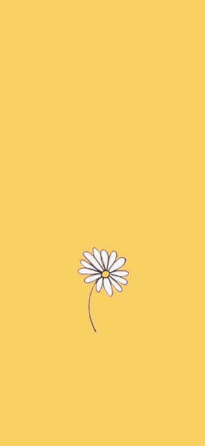黃色背景上簡單的白色雛菊插圖。 — iPhone 12 壁紙