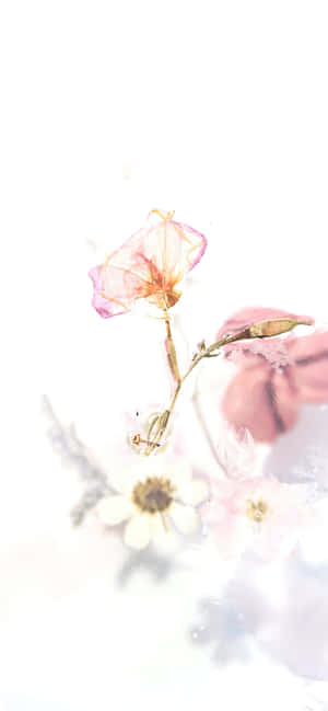 粉色花朵背景 — 粉紅花朵 壁紙