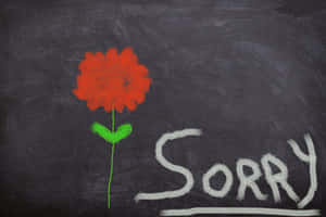 黑板上用粉筆畫的紅色花朵，旁邊寫著 sorry 一詞。 — 黑板 壁紙