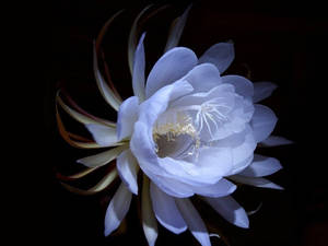一朵白色夜間開花的花，帶有黃色中心，在黑色背景下 — 花朵 壁紙