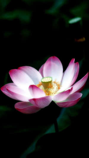 一朵粉白相間的蓮花在黑暗中發光，伴隨著綠葉。 — 花 iPhone 壁紙
