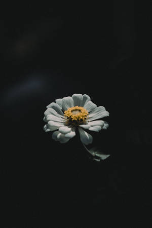 黑色背景上帶有黃色花心的白色花朵。 — 花 iPhone 壁紙