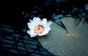 白色睡蓮，金色花心，在深色水面上荷葉旁邊 — 白色百合花 壁紙