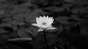 一朵白色睡蓮花漂浮在黑暗的水和荷葉的池塘上。 — 花朵美學動態圖 壁紙