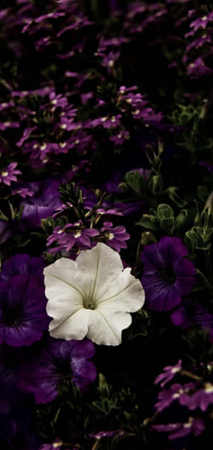 花園中，一朵白色矮牽牛花在紫色花朵中脫穎而出。 — Pixel 7 Pro 壁紙