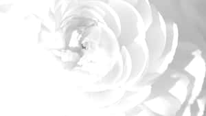 白色花朵的特寫，帶有柔軟花瓣和高調照明。 — 明亮 壁紙