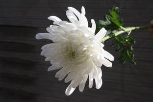 深色木質表面上的白色菊花，帶有綠葉。 — 菊花 壁紙
