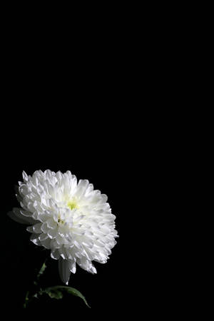 一朵白色菊花，綠色莖，黑色背景。 — 暗色花卉 壁紙