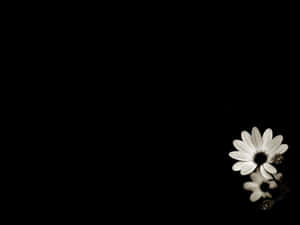 一朵白色雛菊，深色花心，在黑色背景上綻放，帶有倒影。 — 花 壁紙