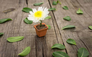 一個小盆栽雛菊，葉子散落在風化的木頭上。 — 植物美學 壁紙