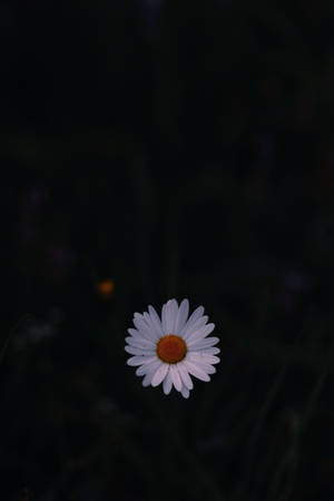一朵白色雛菊，黃色花心，在黑暗中發光。 — 雛菊 iPhone 壁紙