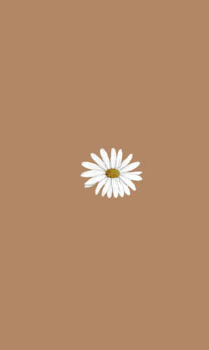 一朵白色雛菊，黃色花心，在棕色背景上。 — 背景 壁紙