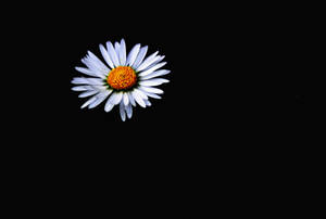 黑色背景上帶橙色花心的白色雛菊 — Peaceminusone 壁紙