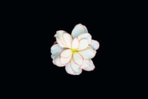 白色雞蛋花帶粉紅邊緣，黑色背景 — MacBook Pro 14 壁紙