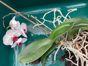 白色蘭花帶粉紅色中心，青綠色花盆，顯示根和葉 — 粉色花朵 壁紙