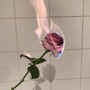 一朵粉紅玫瑰在瓷磚牆上燃燒，帶有陰影。 — 美學粉色GIF 壁紙