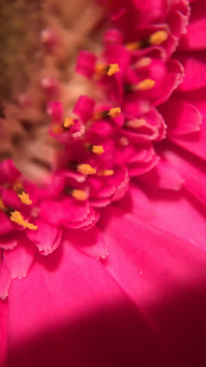 鮮豔的粉紅色百日菊，帶有黃色雄蕊，焦點柔和。 — 1440x2560 壁紙