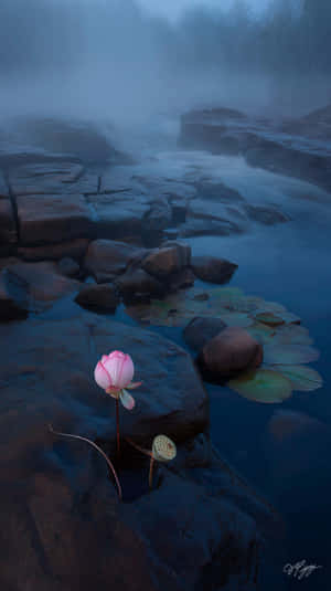 霧氣瀰漫的河邊岩石上的粉紅色蓮花和睡蓮葉 — 1440x2560 壁紙