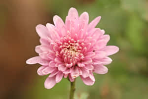 菊花圖片 — 菊花 壁紙