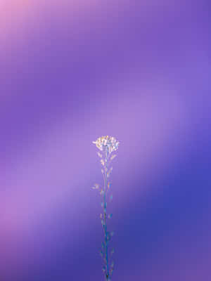 一朵孤獨的白色花朵在紫色藍色漸變天空前 — 2048x2732 壁紙