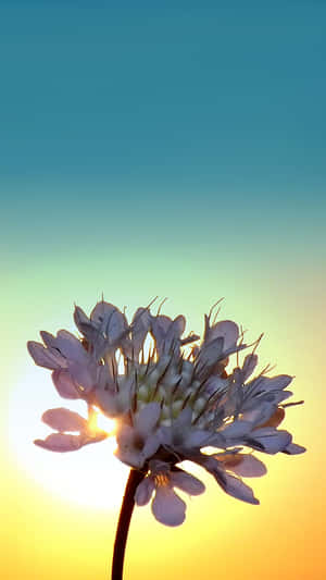 一朵白花在溫暖的夕陽天空下逆光拍攝。 — 霓虹 iPhone 壁紙