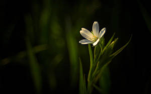 一朵在深綠色草叢中發光的白花。 — 暗色花卉 壁紙