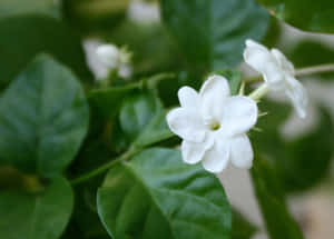 自然光下的白茉莉花與綠葉 — 春天 壁紙